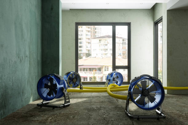 Best Mold removal after water damage  in Kingston, IL